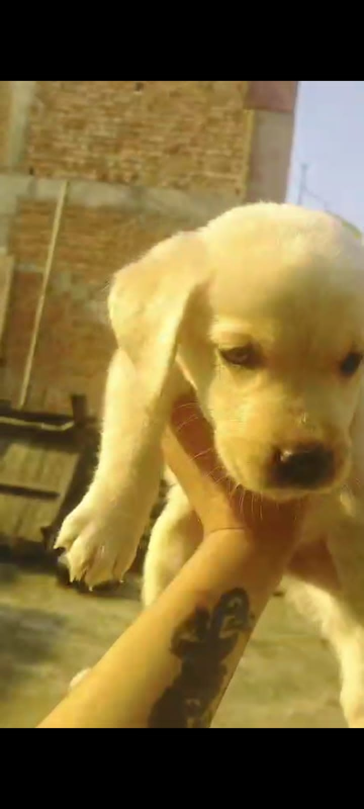 Brown healthy male labrador